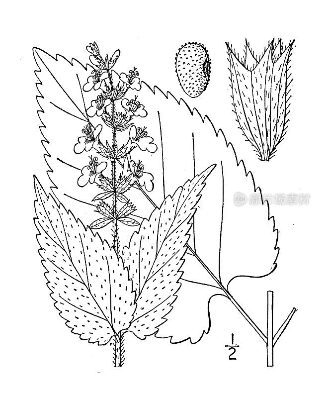 古董植物学植物插图:Stachys cordata，浅绿色篱荨麻